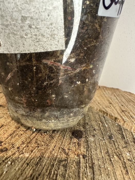 Філодендрон Philodendron  Філодендрон Caramel Marble var.