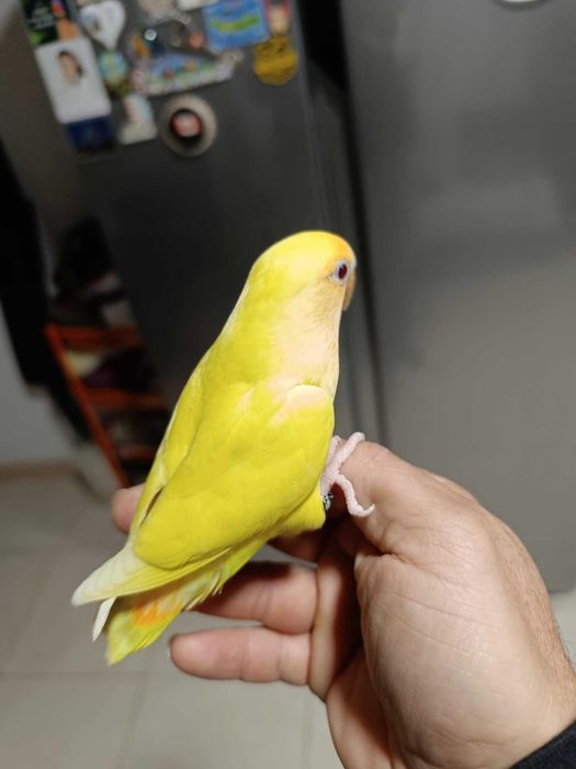 Love bird Agapornis roseicollis e gaiola