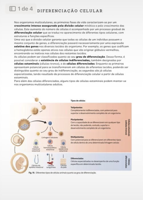 Resumos biologia 11º
