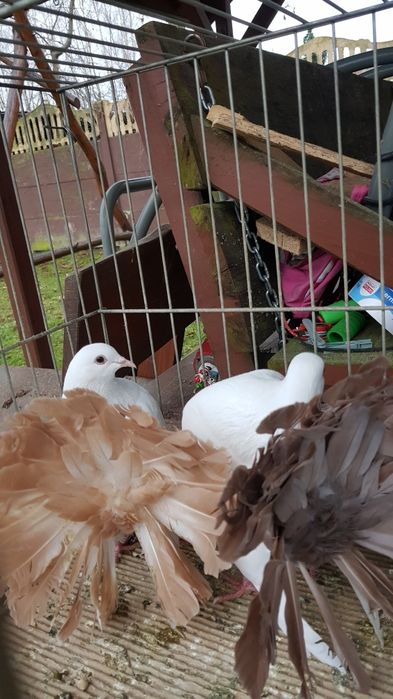 Gołębie Pawiki para