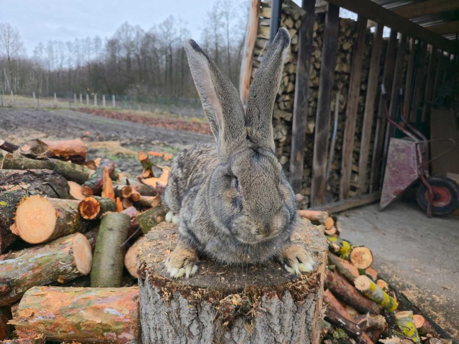 Olbrzym belgijski szary samiec  bos belg króliki