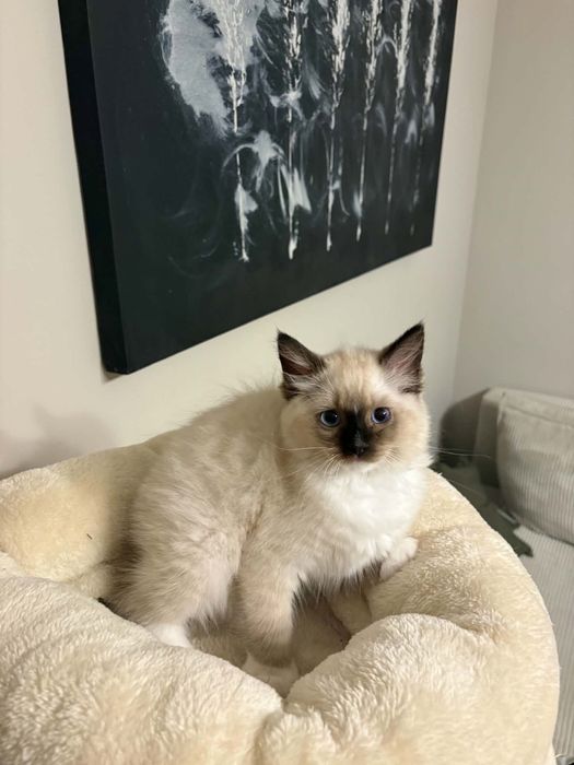 ZYTA Ragdoll  kotka rezerwacja