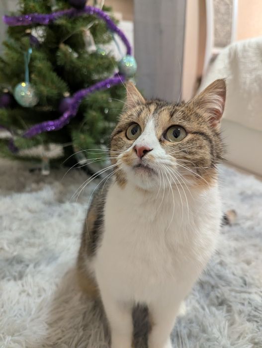 Киця Хлоя шукає дім Київ та область/ Україна/ Європа 
Друзі, знову пиш