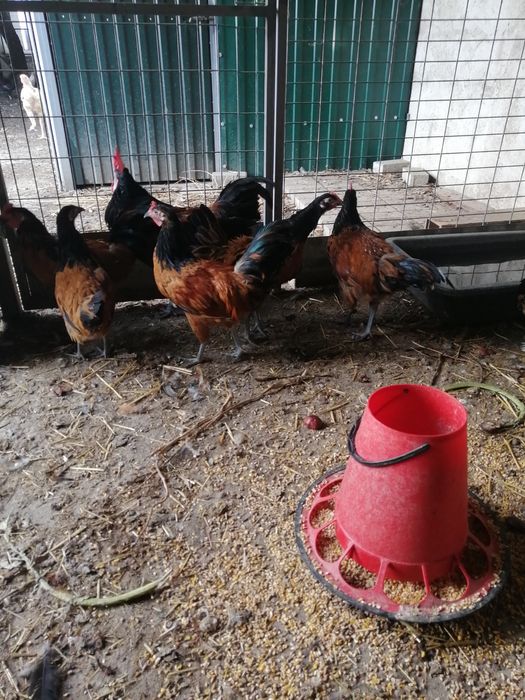 Galinhas da raça vorwerk
