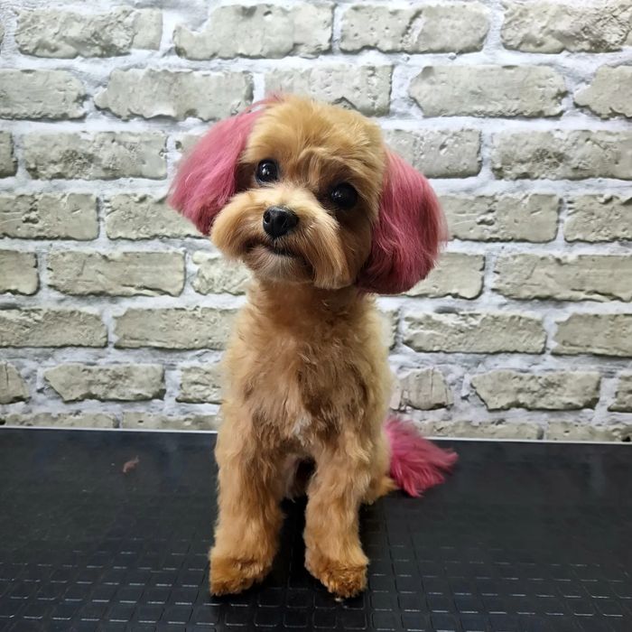 Грумінг.Київ Дарницький,Дніпровський| Груминг Киев:Стрижка,