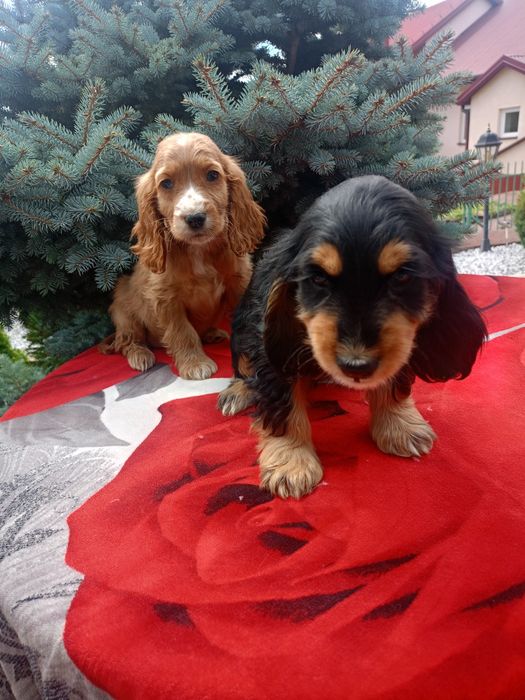 Suczka Cocker spaniel