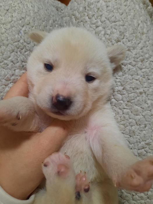 Цуценята хаскі,снігові ведмедики