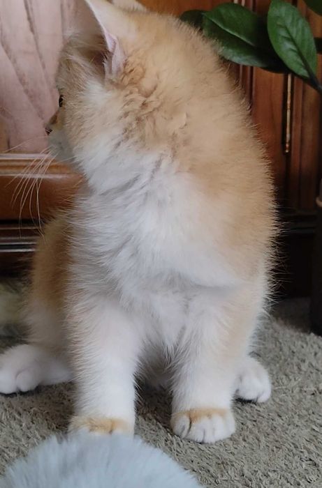 Lindo gatinho British Shorthair Golden
