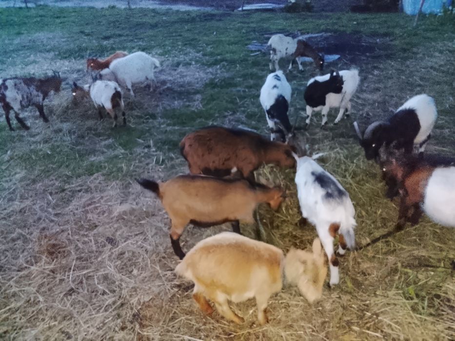 Cabras anãs e cabritos
