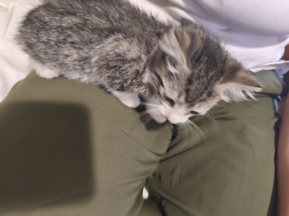 Gatinha para doação tem 2 meses e 1 semana