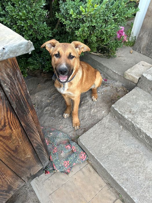 Віддам собачок в добрі руки БЕЗКОШТОВНО!!