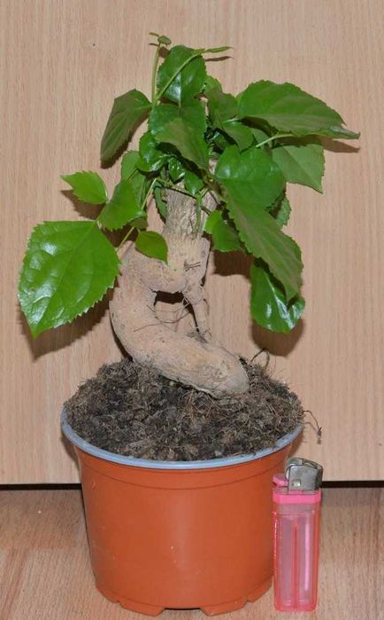 Бонсай Радермахера