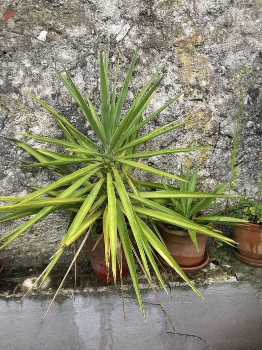 Yucas vários tamanhos