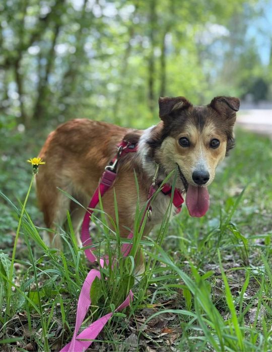 Tujek mlody psiak do adopcji
