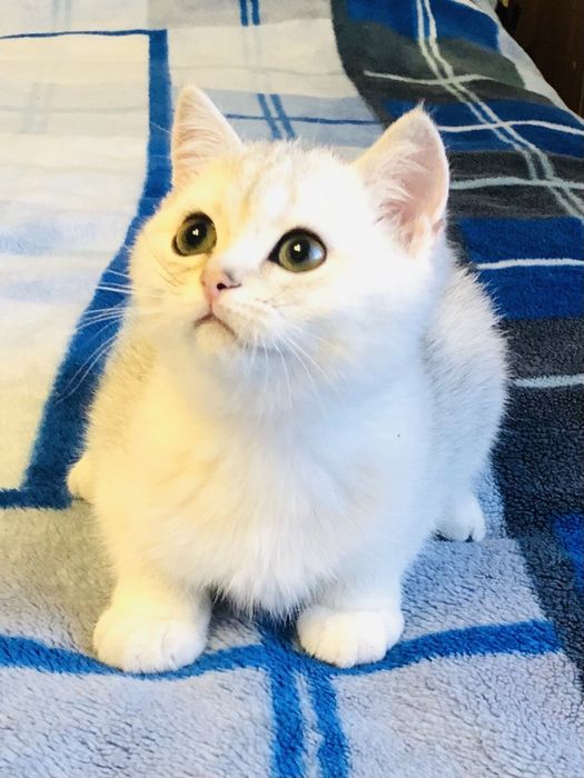 Срібляста шиншилла.Хлопчик. Кошенята. Котик.