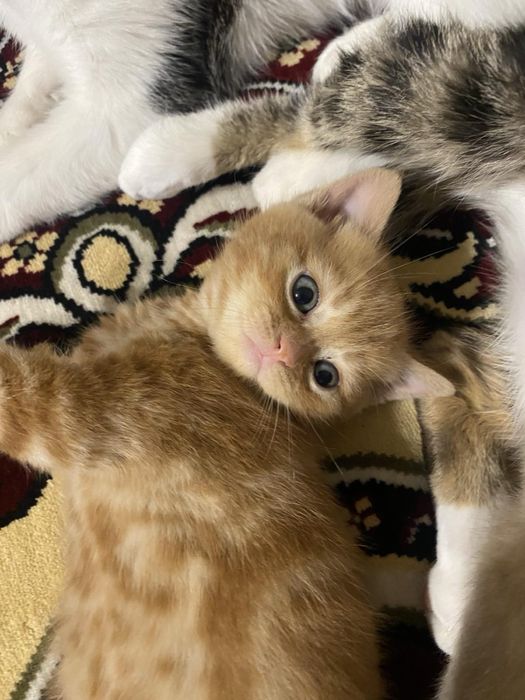 Продаються кошенята бобтейл