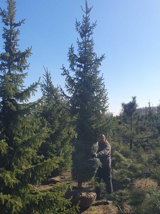 Świerk serbski PICEA OMORICA 400-600cm Kopane Maszyną TRANSpor PREMIUM