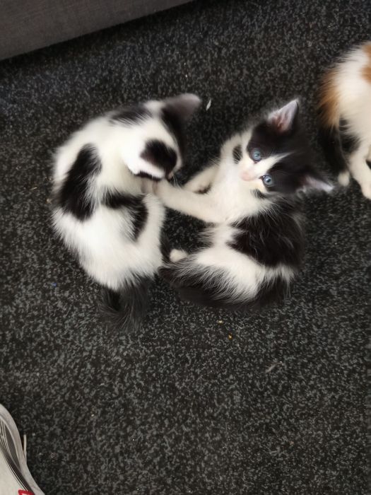 Gatinhos machos para dar