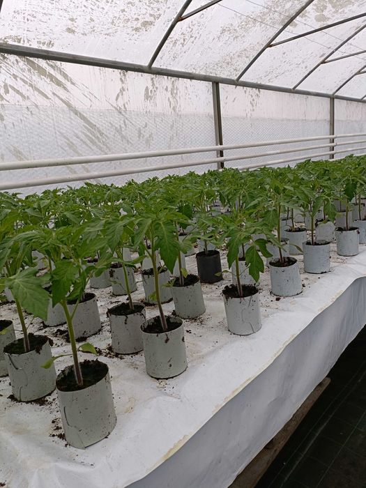 Rozsada pomidora  ,ogórka szczepionego,fasoli