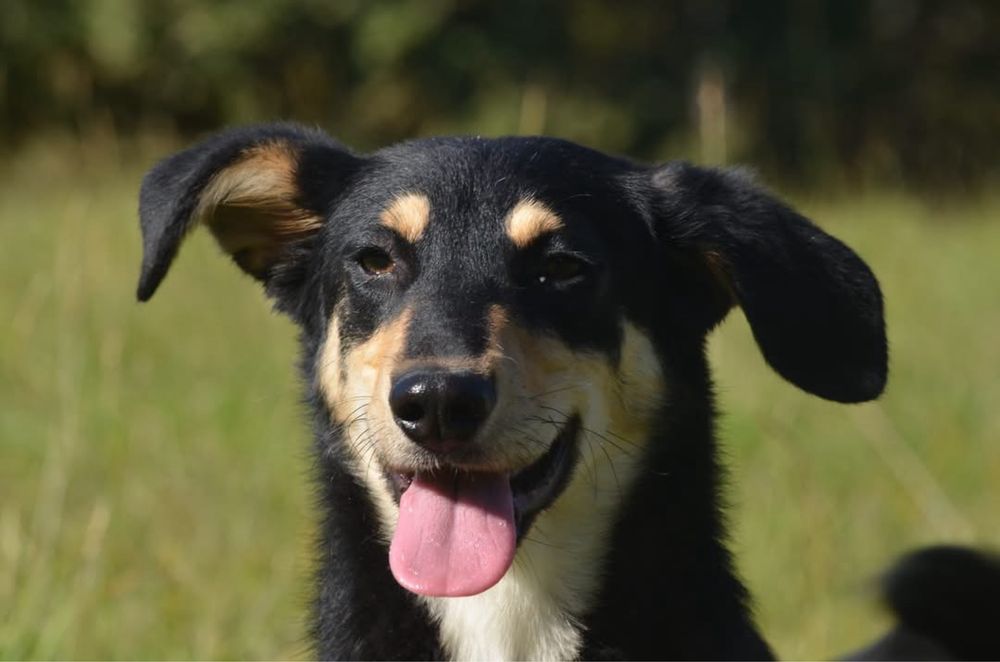 Bercik-do adopcji