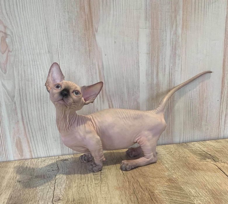 Bambino