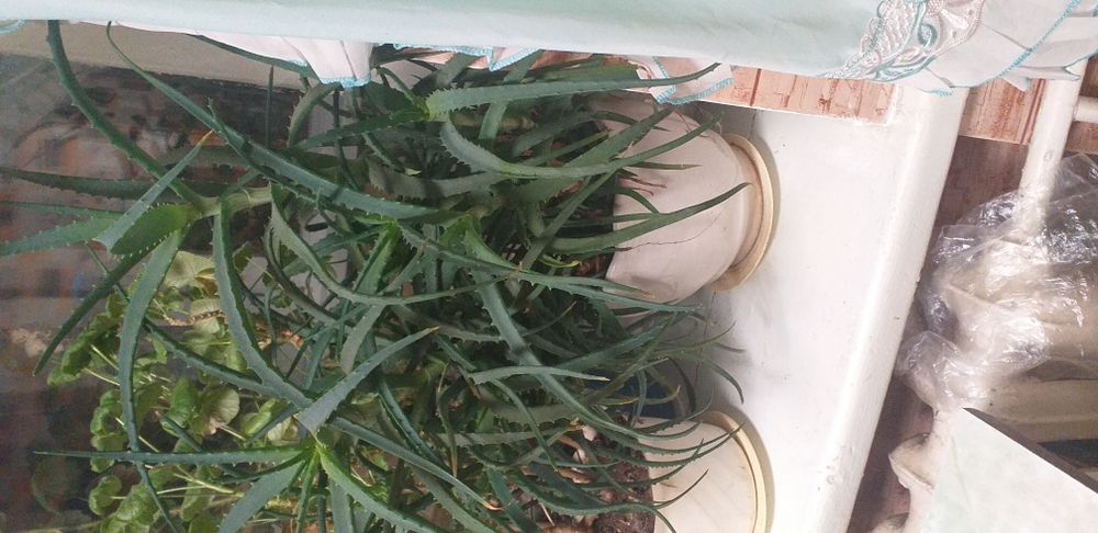 Продам алоэ на вес для лечения