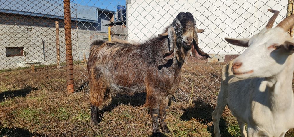 Продам Вівці асканійські.