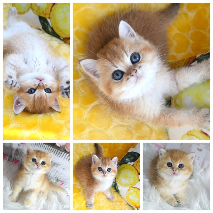 Британская золотая шиншилла котята / британська золота шиншила