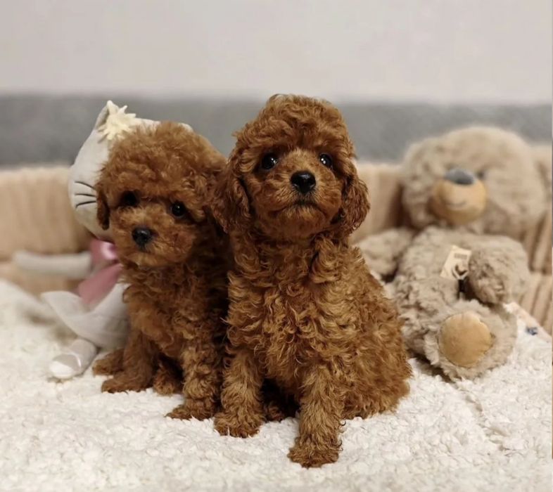 Малюки хлопці той пудель .