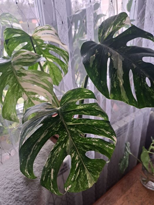 Monstera Variegata