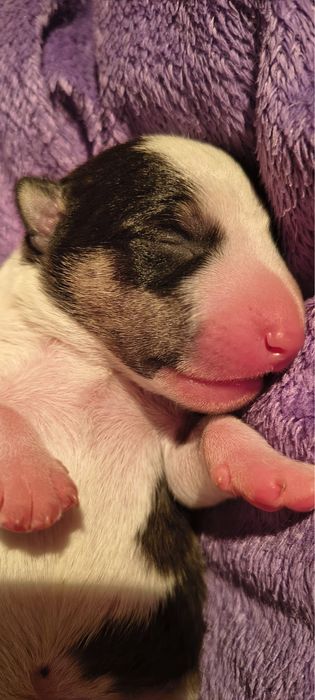 Bulterier miniaturowy