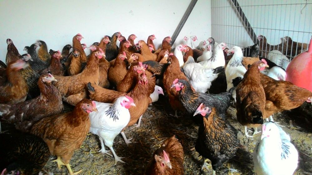 Kury.  kurki, młode nioski