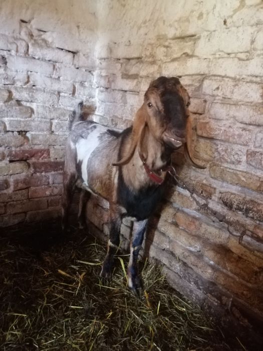 Цап нубійської породи