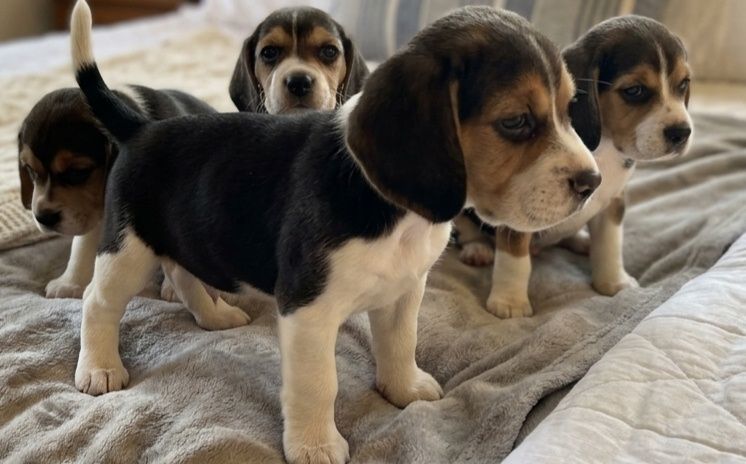 Szczeniak Beagle