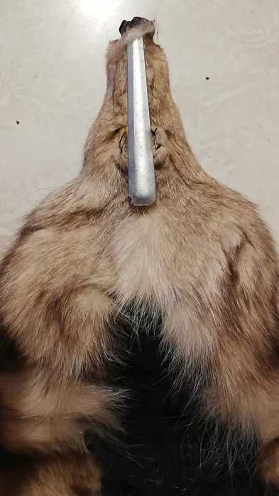 Etola z lisa srebrnego