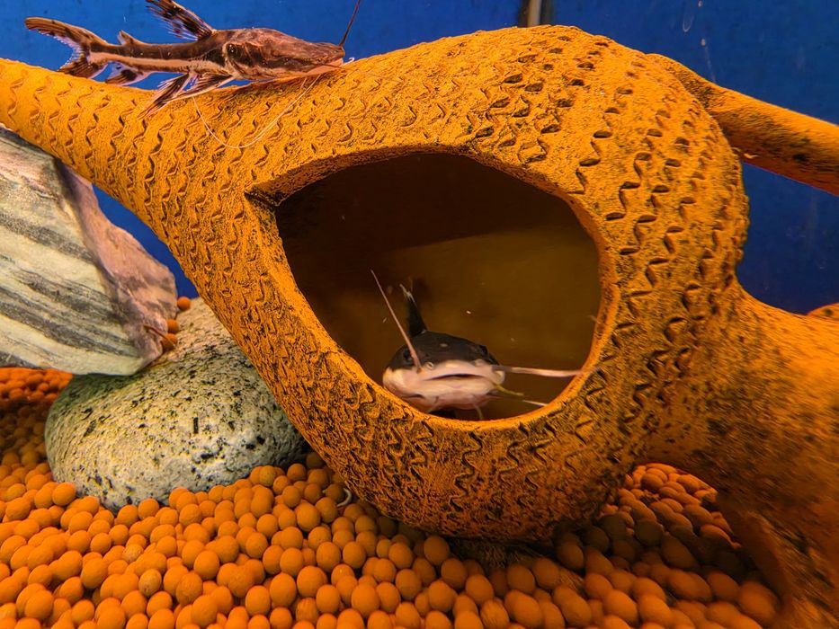 Red Tail Catfish (Phractocephalus Hemioliopterus)