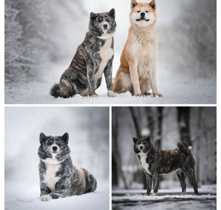 Akita Inu Akita japonska suczka szczenie FCI/ZKwP