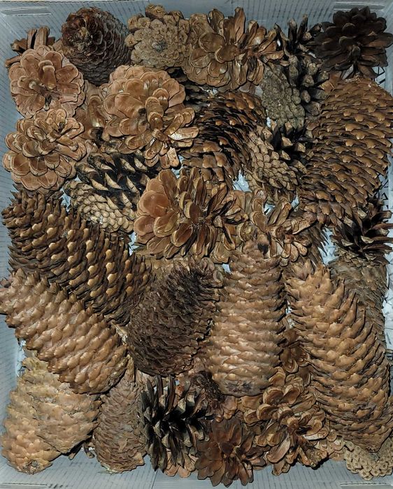 Sprzedam duży mix szyszek leśnych do np. decoupage