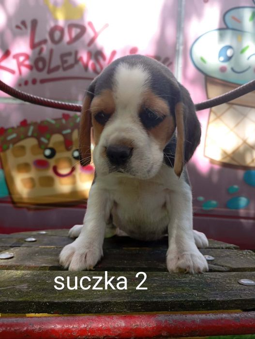 Piękna suczka Beagle