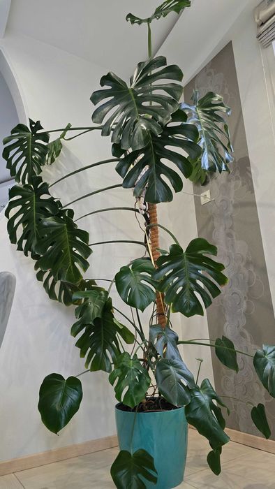 Монстера висотою 2,5м