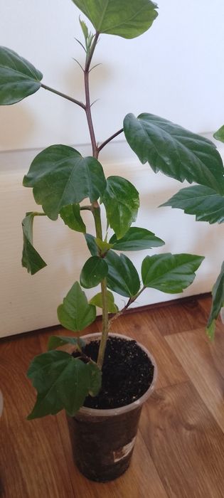 Подвой. гибискуса