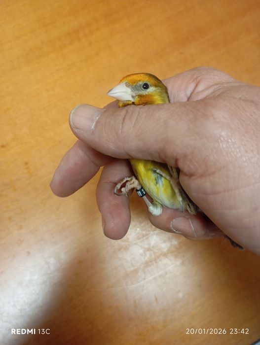 Mestiços de pintassilgo para cedência entrego em mão