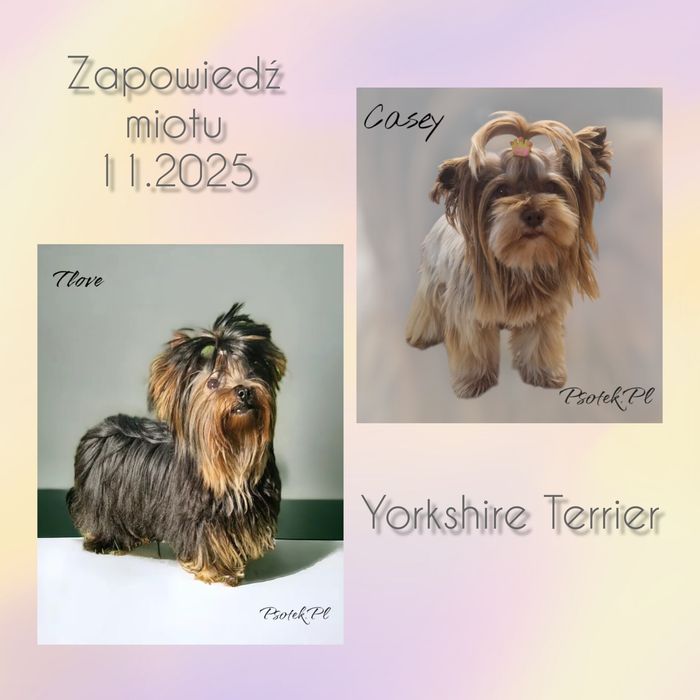 Yorkshire Terrier – uroczy piesek black tan, odbiór od 19.01
