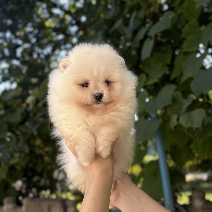 чудовий ведмедик шоу классу