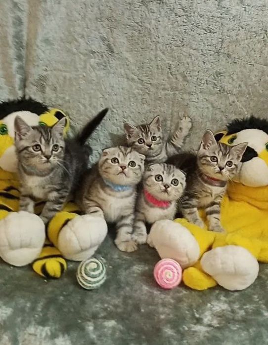 Котята : Славные ребята наши мраморята .