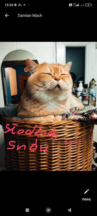 Cudowny Kocurek szkocki Zarezerwowany