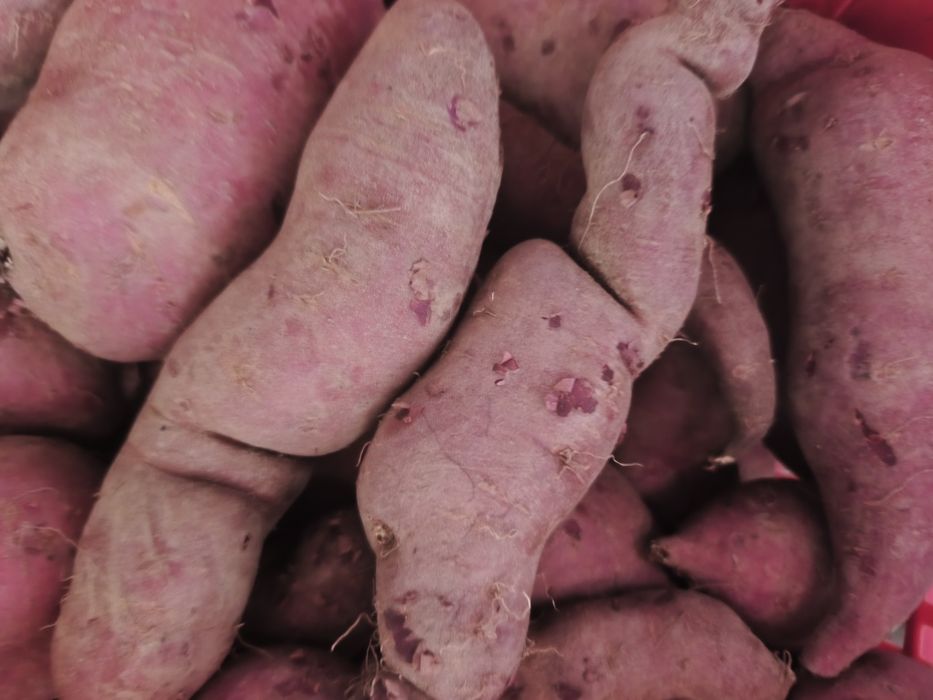 Batata doce disponível 1€kg