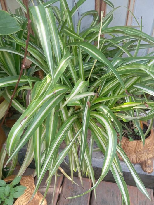 Вазони/кімнатні рослини