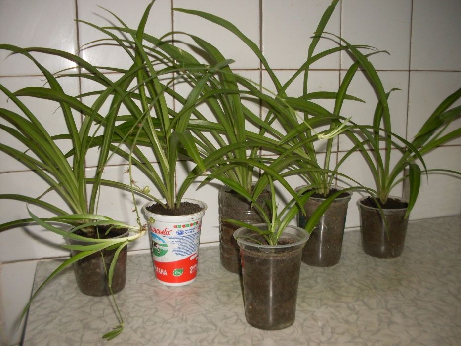 Хлорофитум хохлатый двухцветный зеленый