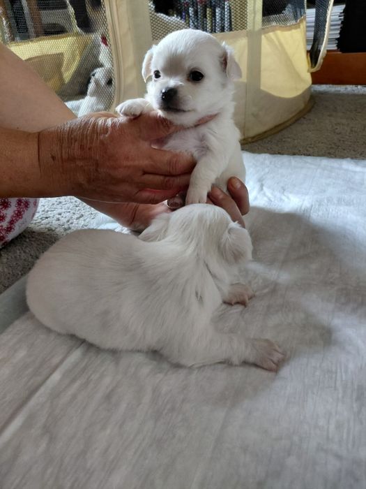 Chihuahua femea branca
